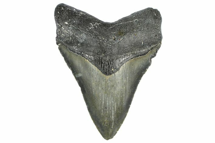 Serrated, Fossil Megalodon Tooth - North Carolina #362948